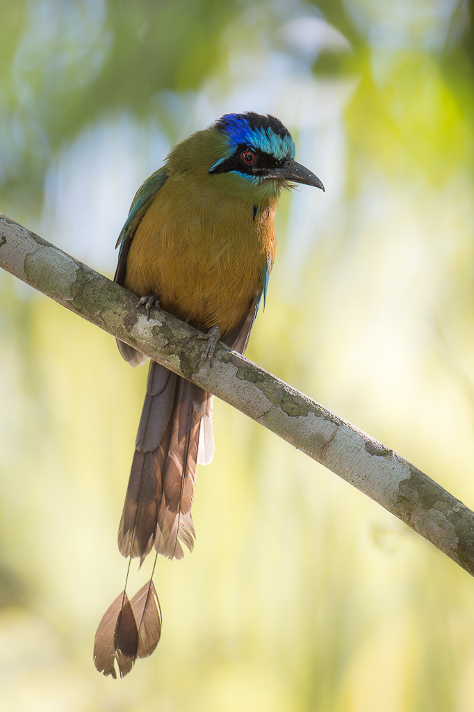 Bunt wie ein Papagei
