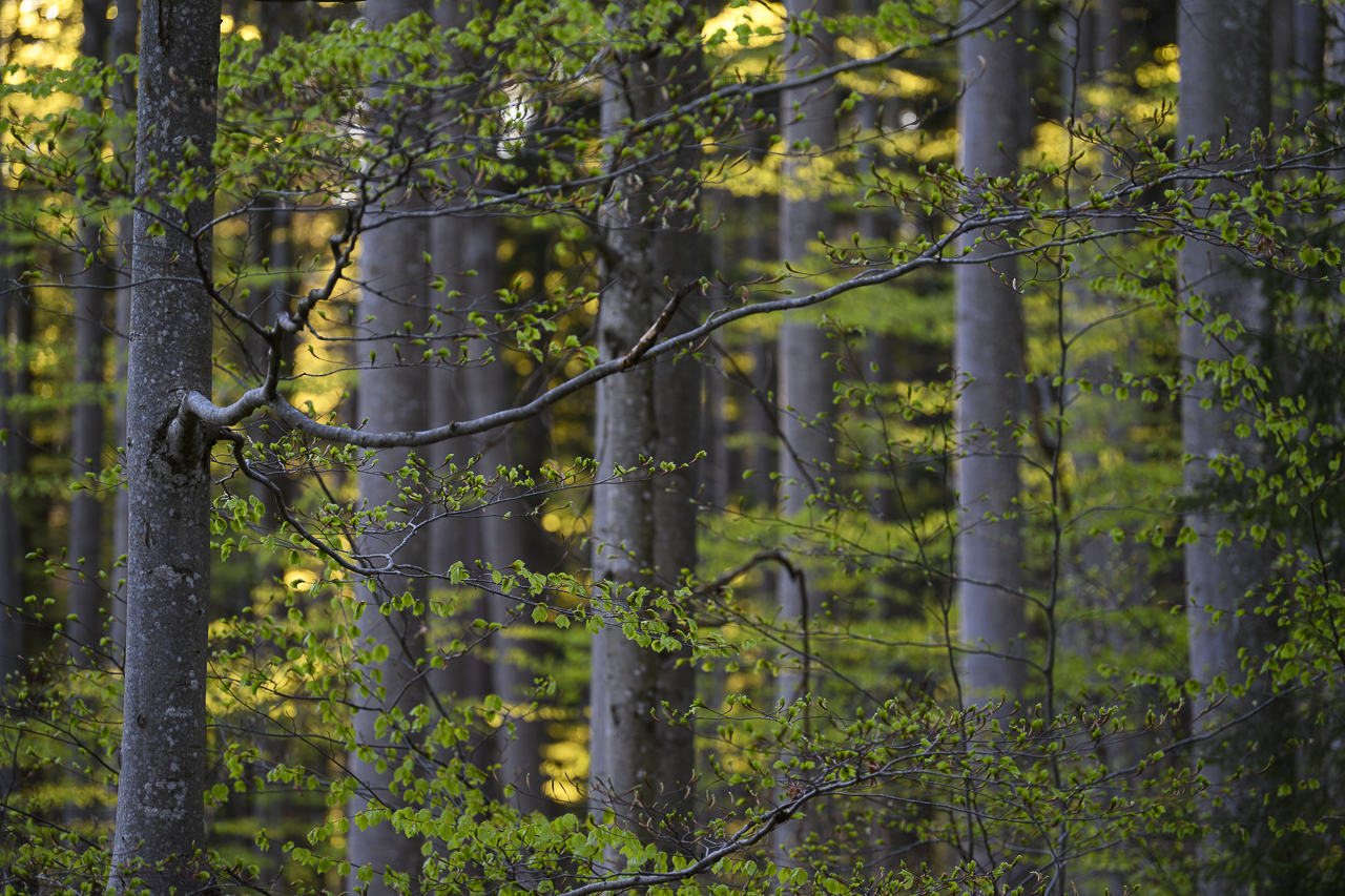 Wald - Raum für natürliche Zusammenhänge