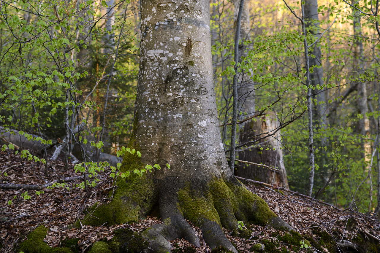 Wald - Raum für natürliche Zusammenhänge