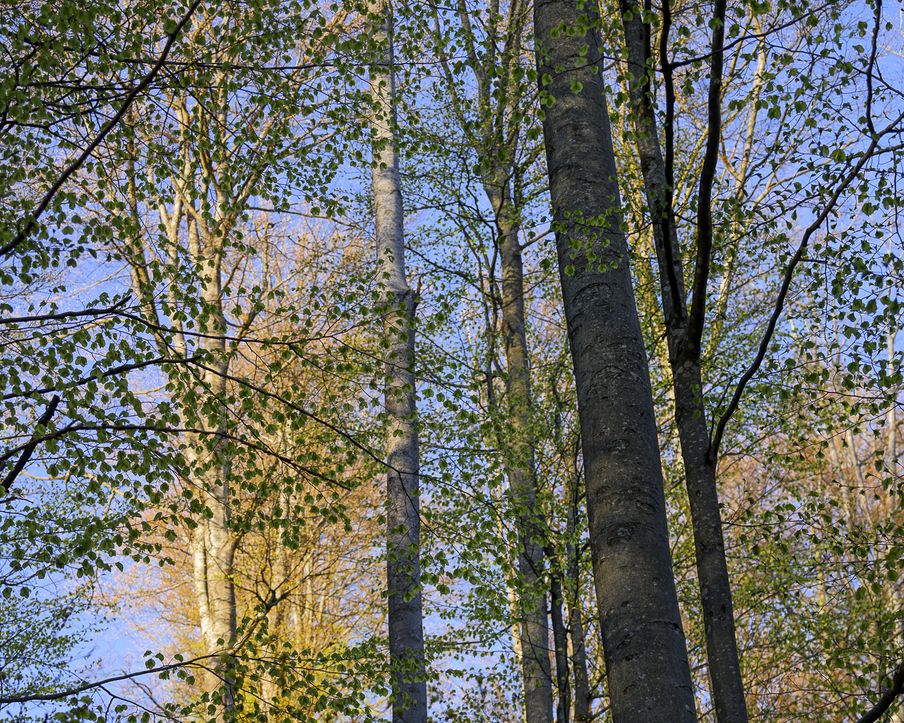 Wald - Raum für natürliche Zusammenhänge