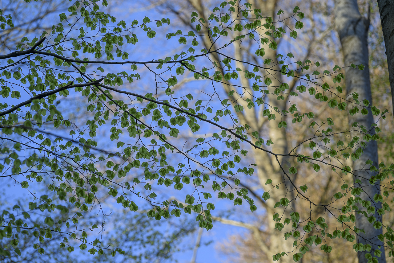 Wald - Raum für natürliche Zusammenhänge