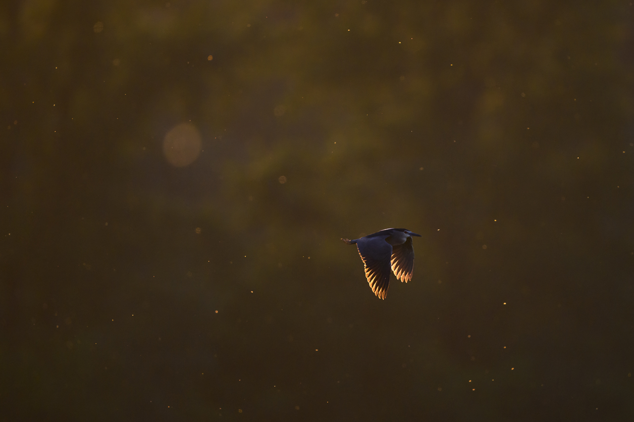 Balkan - jetzt und retro