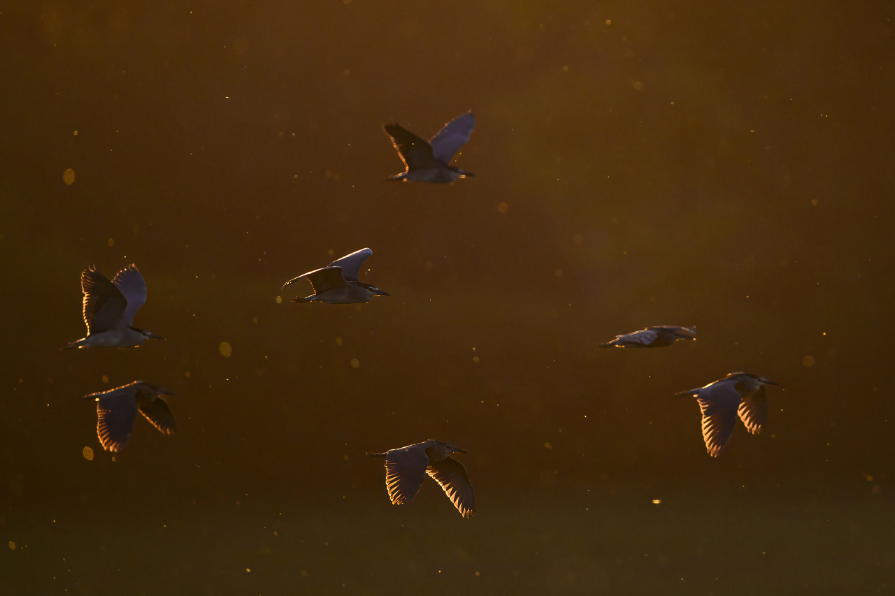 Balkan - jetzt und retro