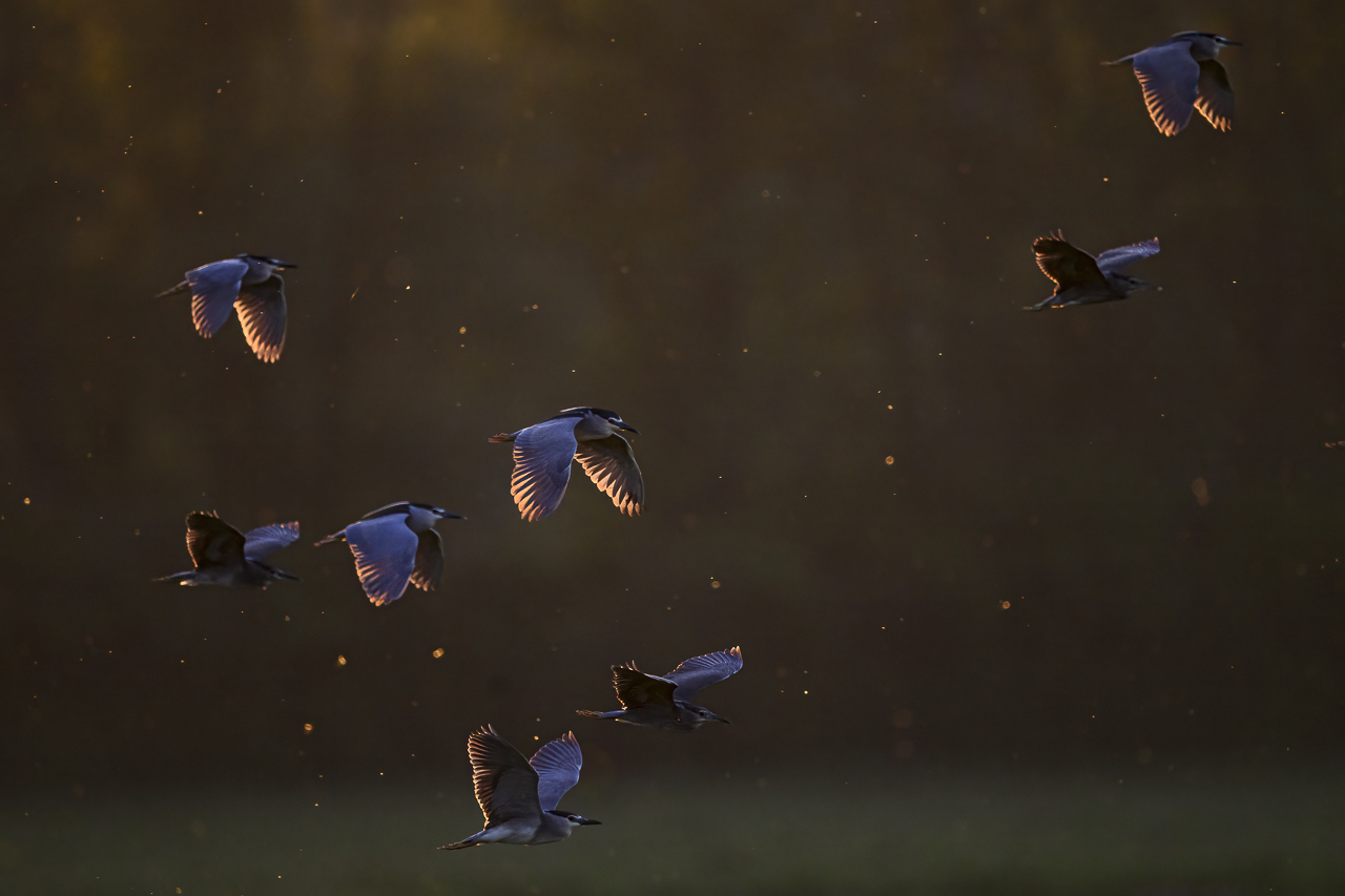 Balkan - jetzt und retro