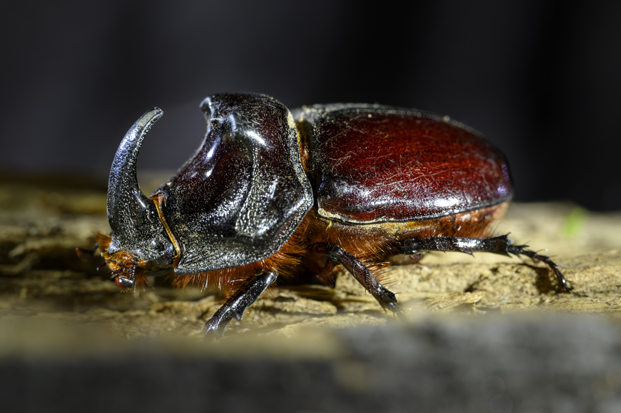 Tag-und-Nacht-Feuerwerk
