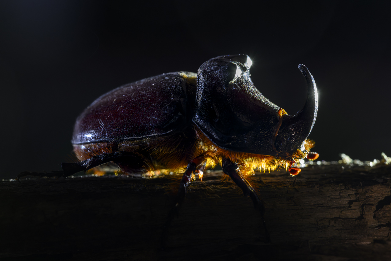 Tag-und-Nacht-Feuerwerk