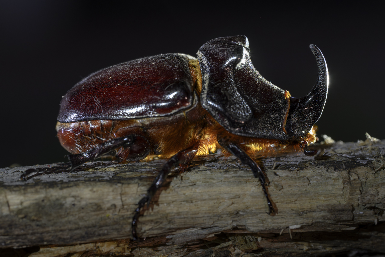 Tag-und-Nacht-Feuerwerk