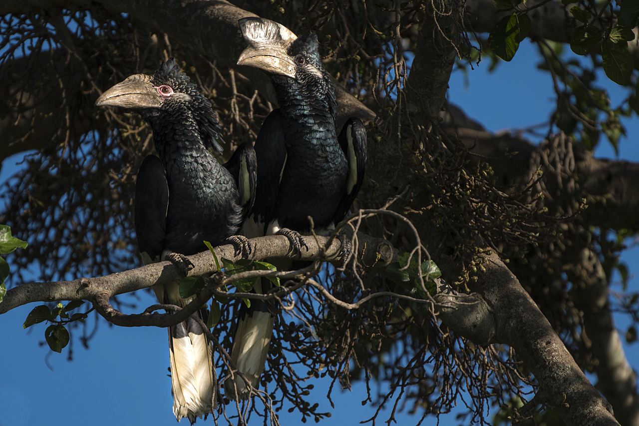 Regenzeit in der Mara