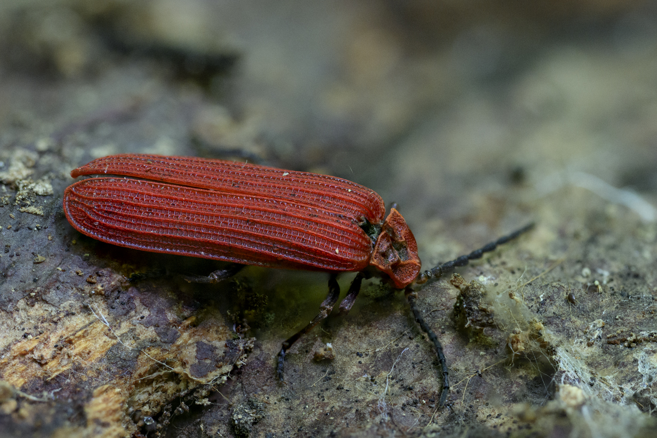 Wald - Raum für natürliche Zusammenhänge