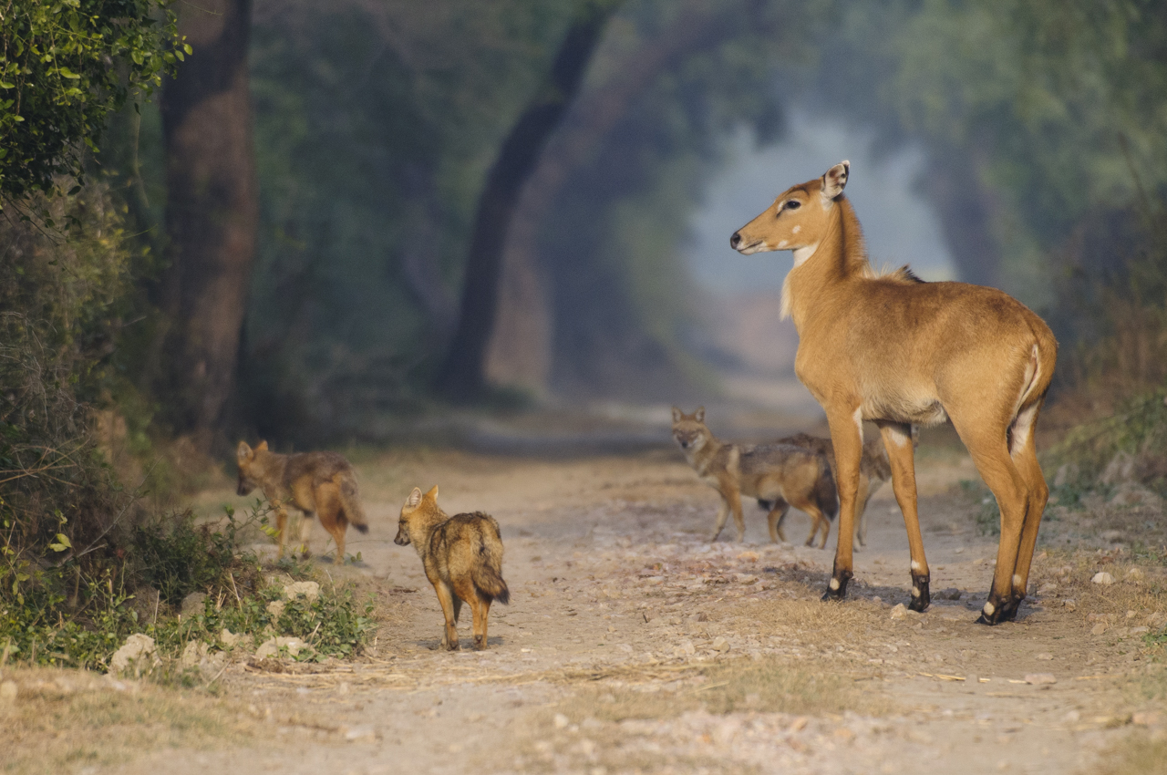 Indien - der überquellende Kontinent