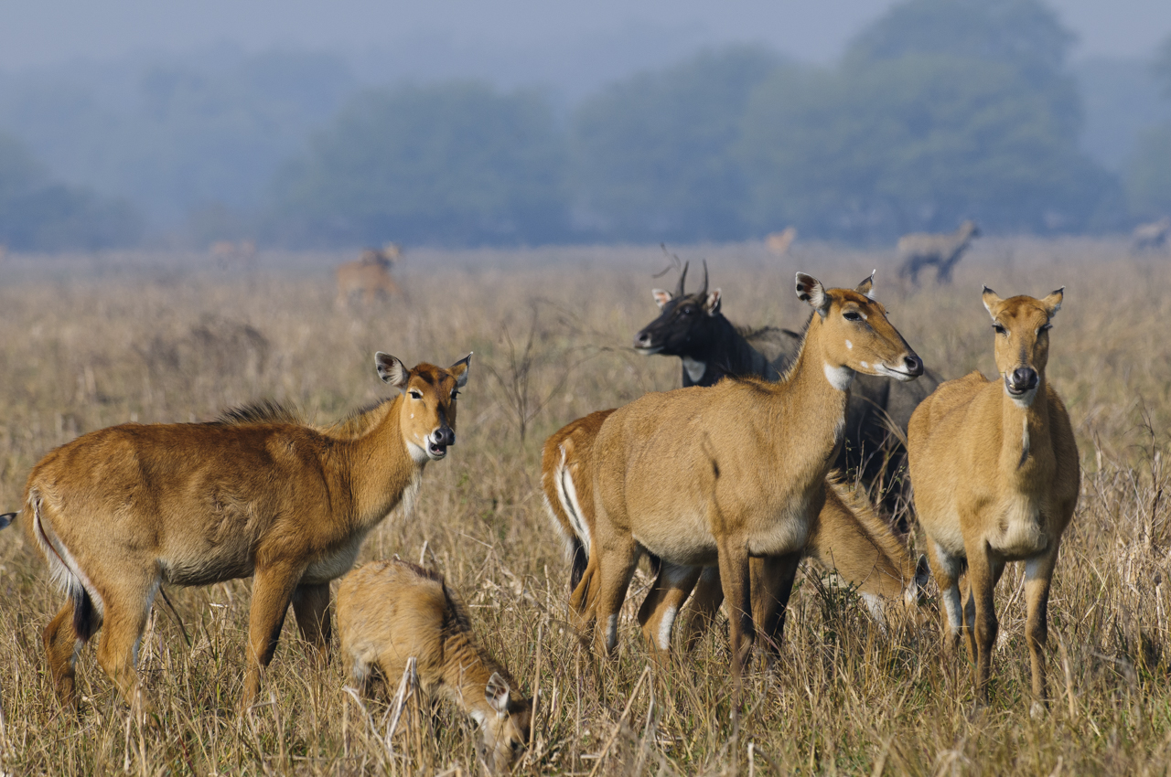 Indien - der überquellende Kontinent