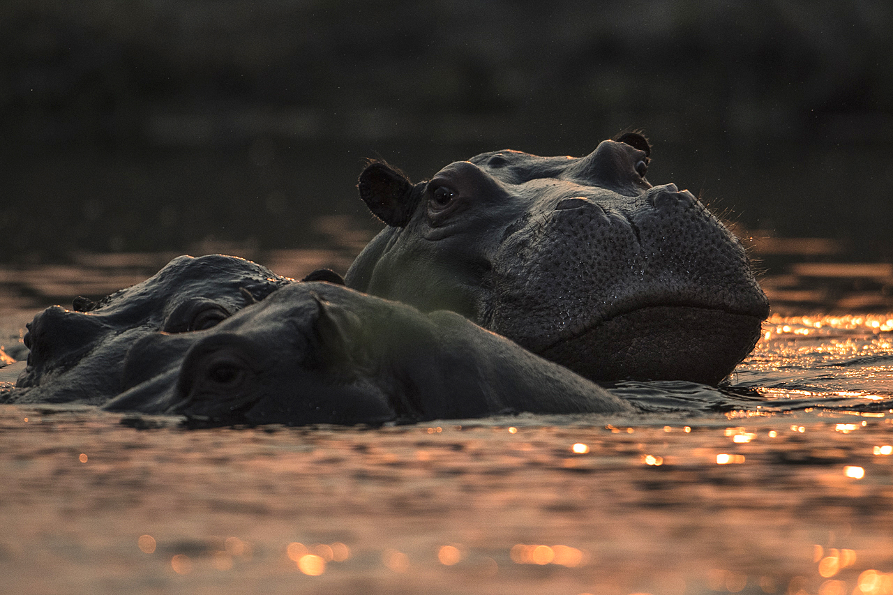 Sambesi - Land am Fluss