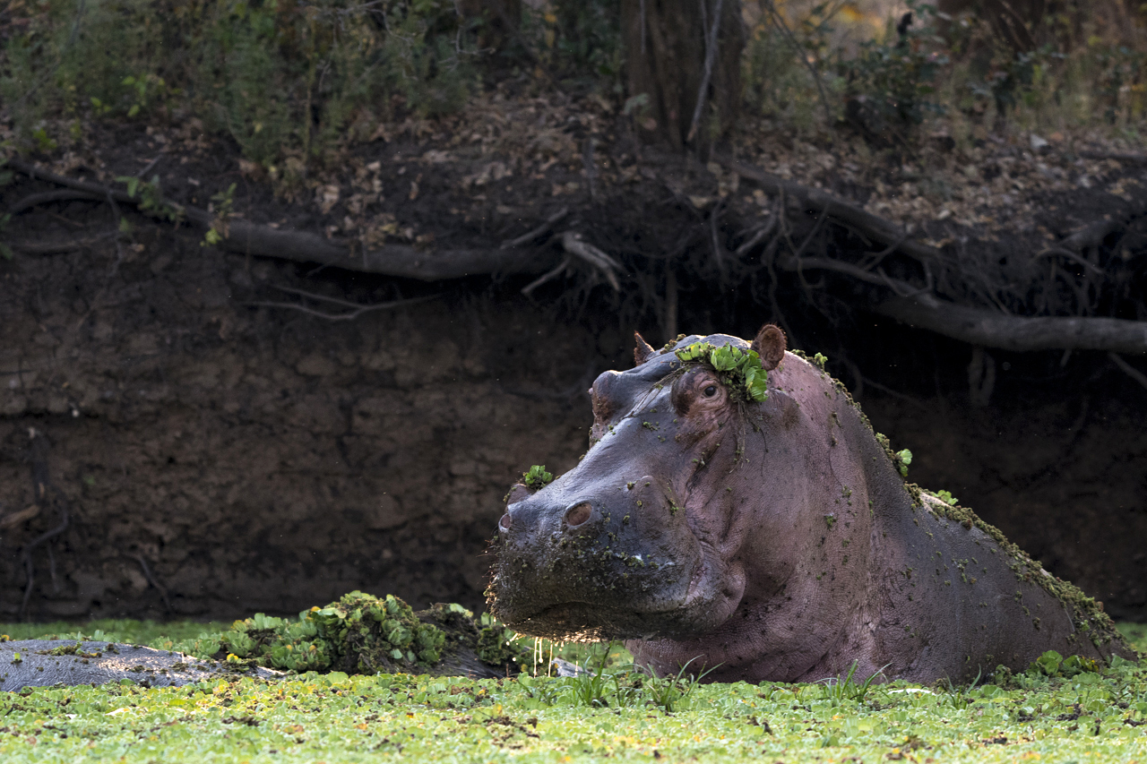 Farben und Formen am Luangwa