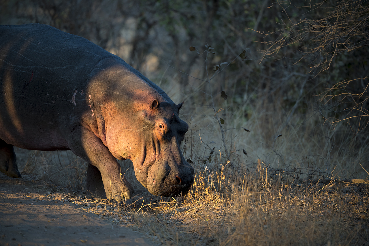 Farben und Formen am Luangwa