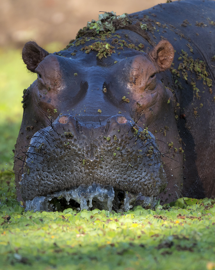 Farben und Formen am Luangwa