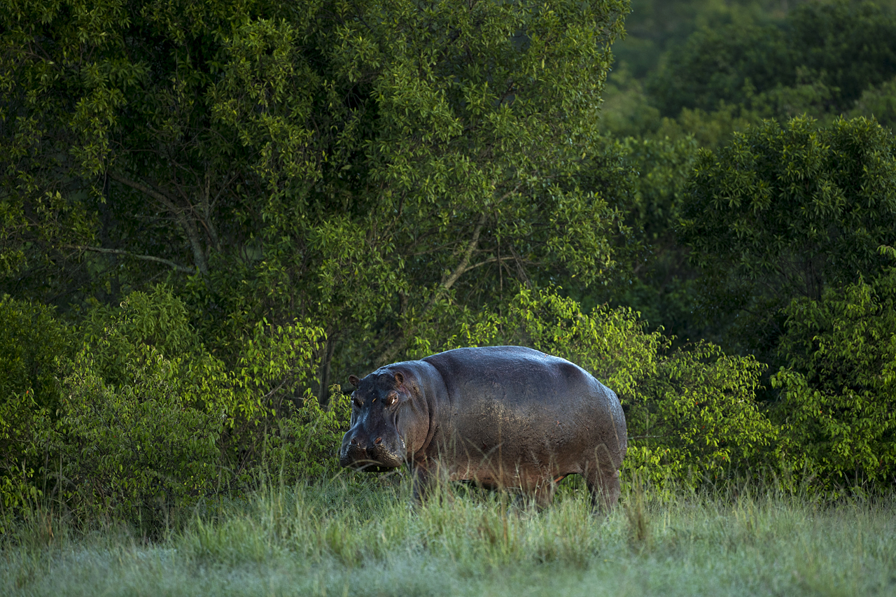 Regenzeit in der Mara