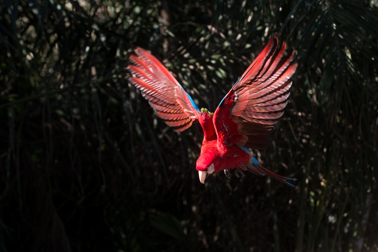 Bunt wie ein Papagei
