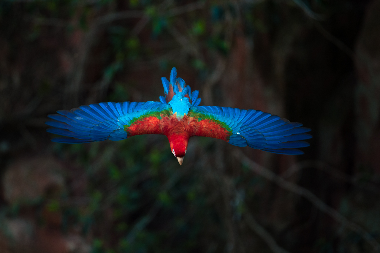 Bunt wie ein Papagei