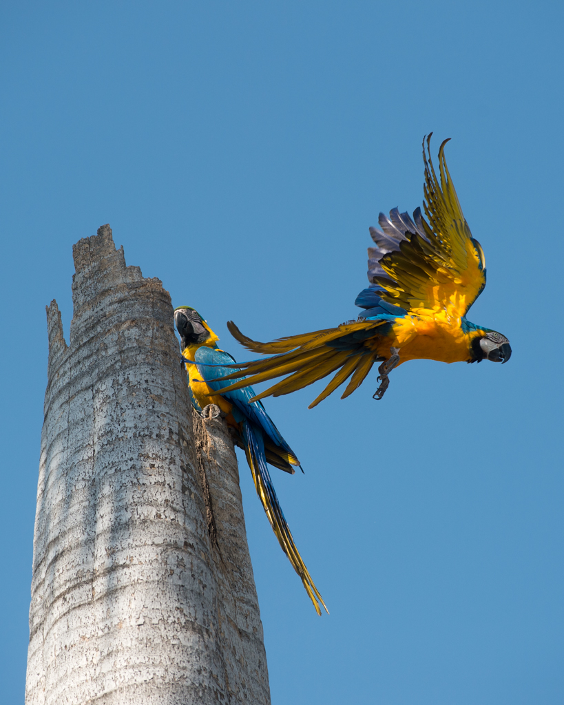 Bunt wie ein Papagei
