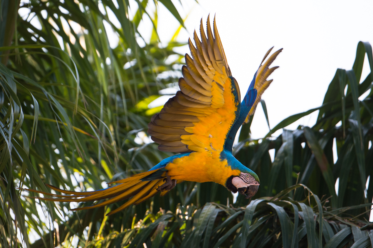 Bunt wie ein Papagei