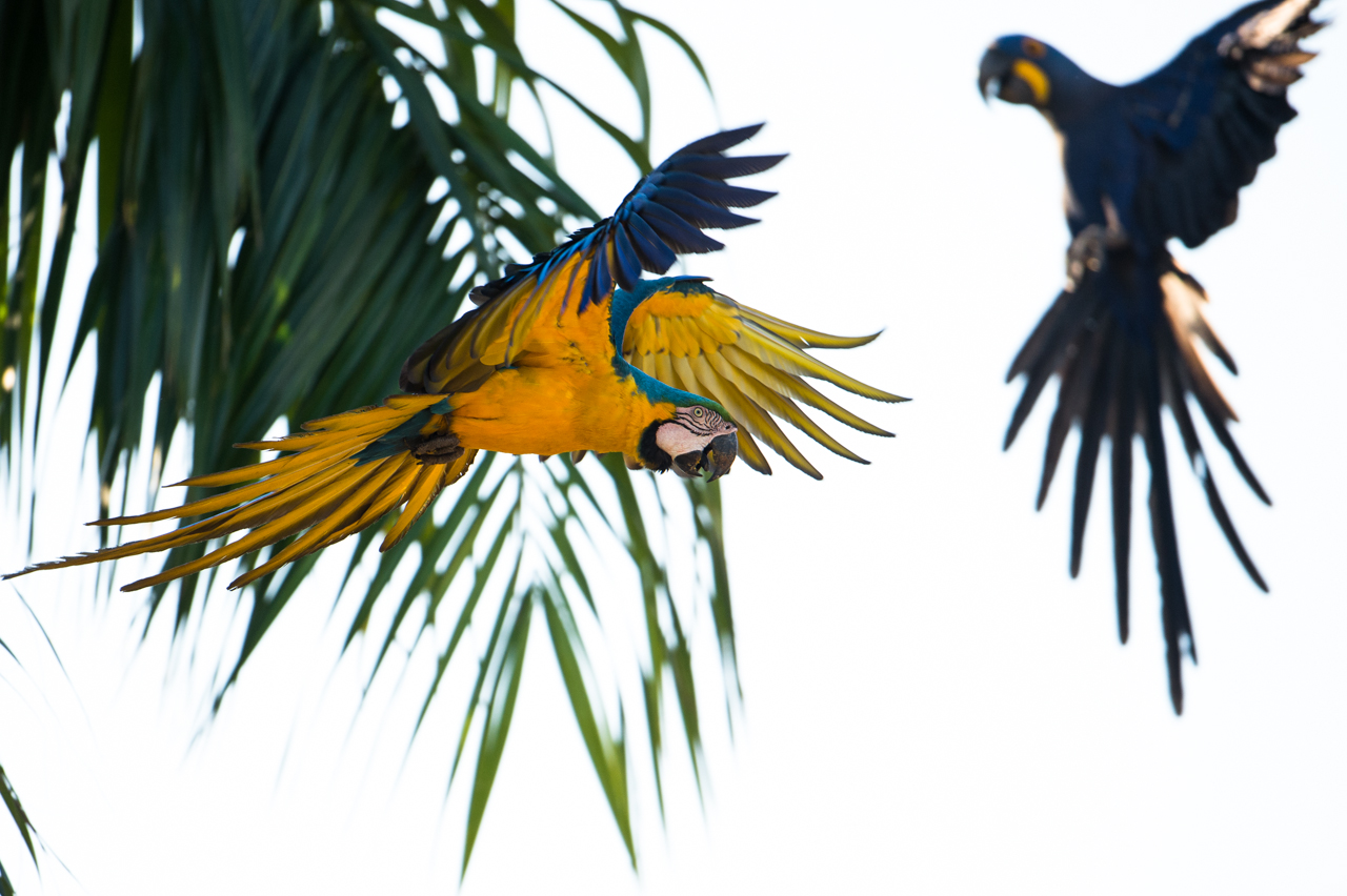 Bunt wie ein Papagei