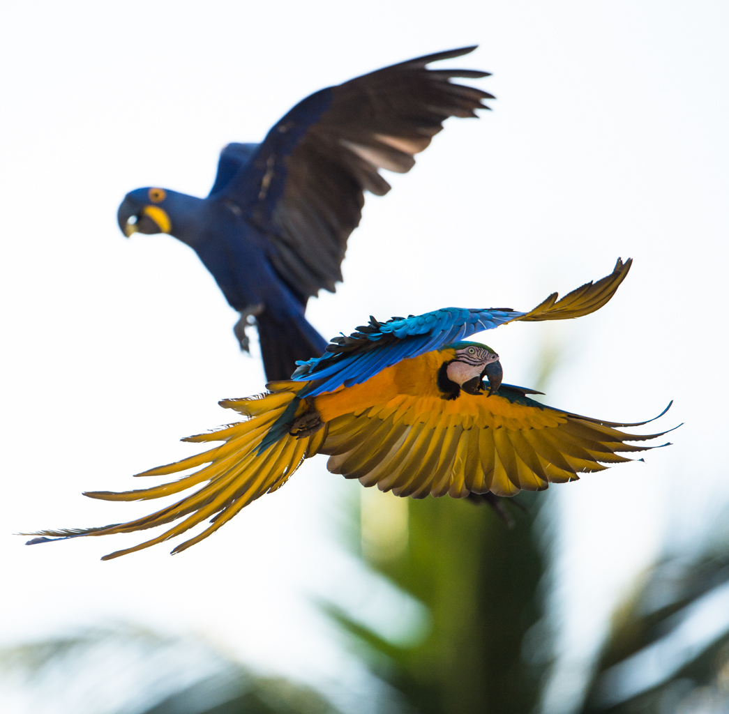 Bunt wie ein Papagei