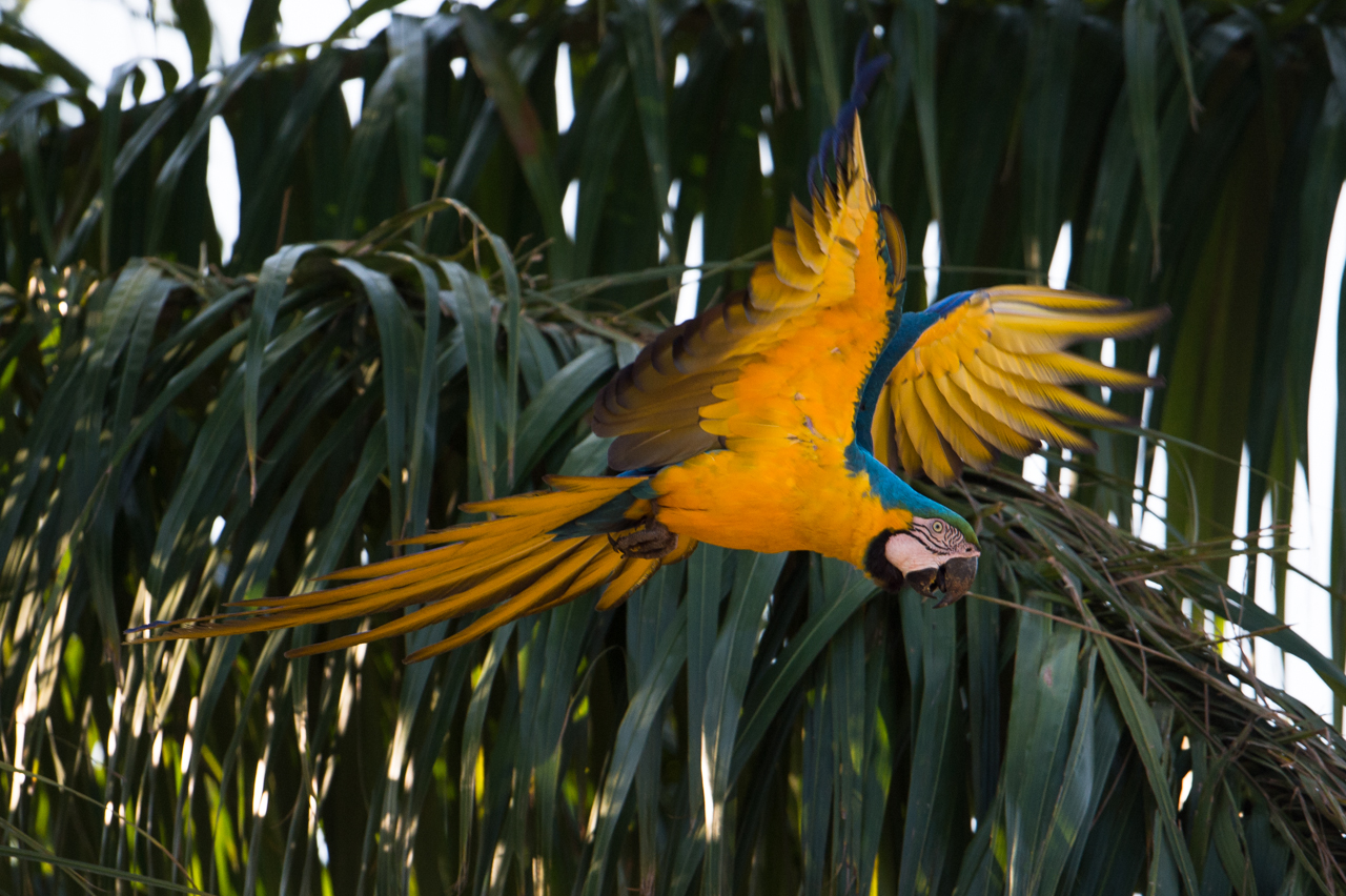 Bunt wie ein Papagei