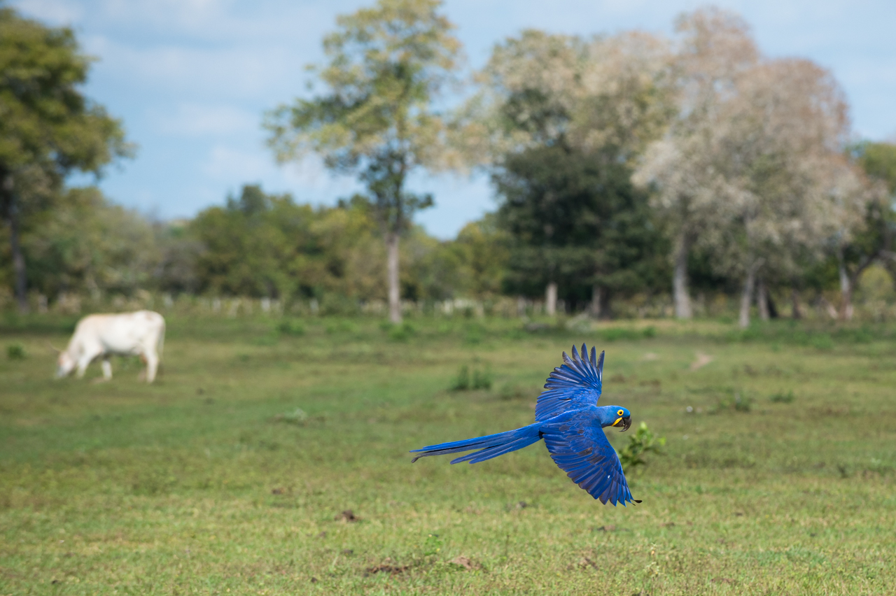 Bunt wie ein Papagei