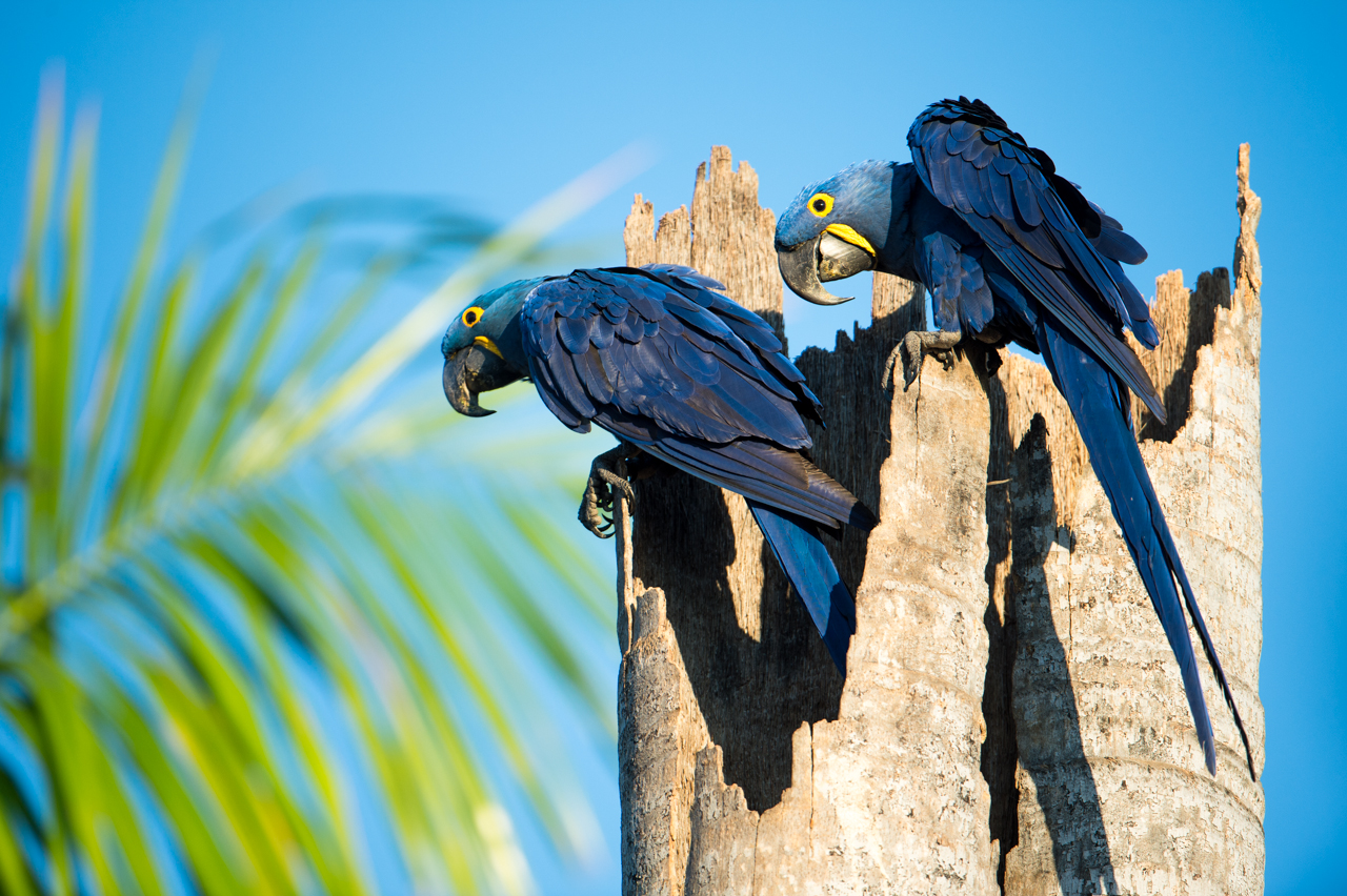 Bunt wie ein Papagei