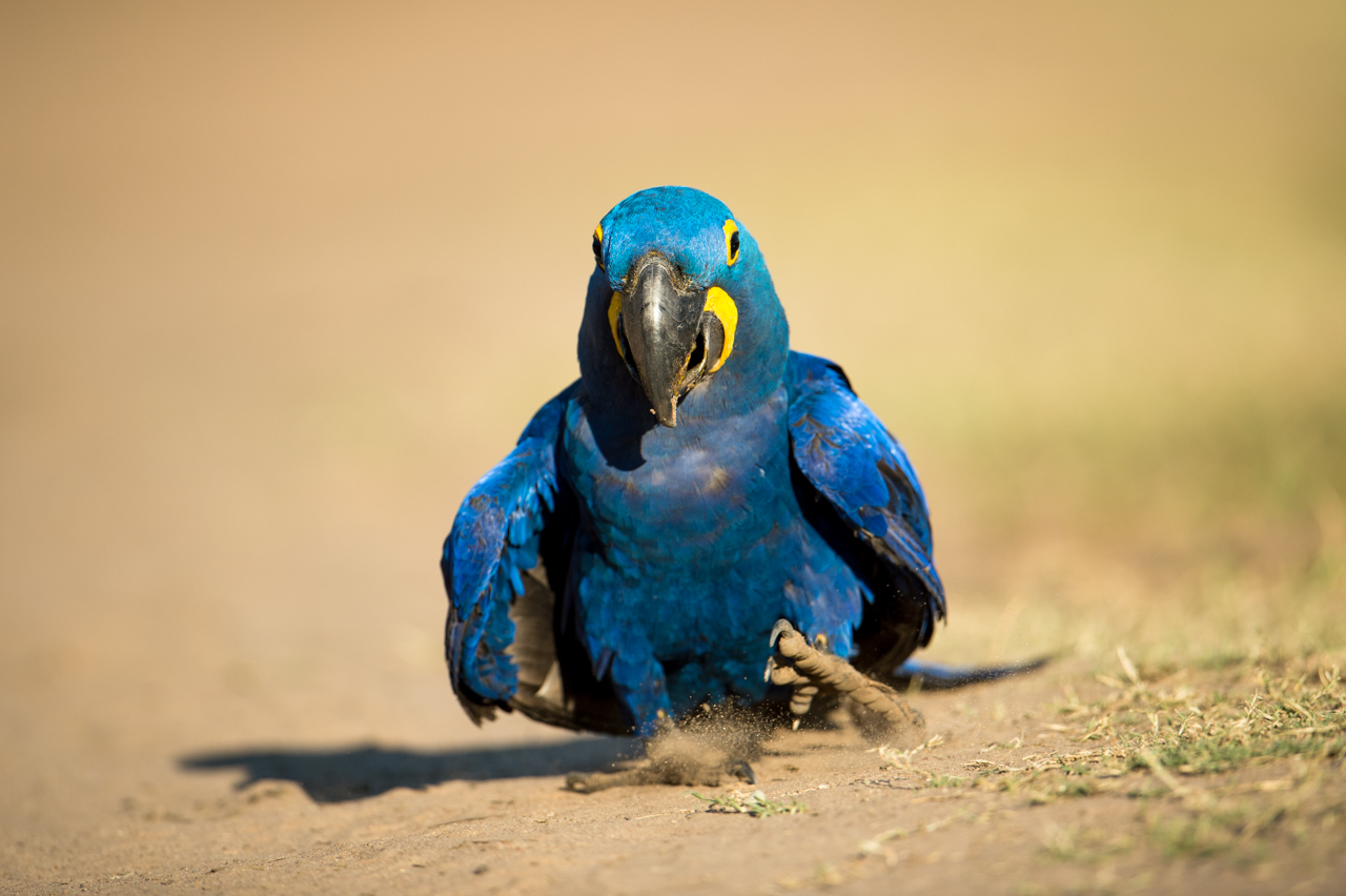 Bunt wie ein Papagei