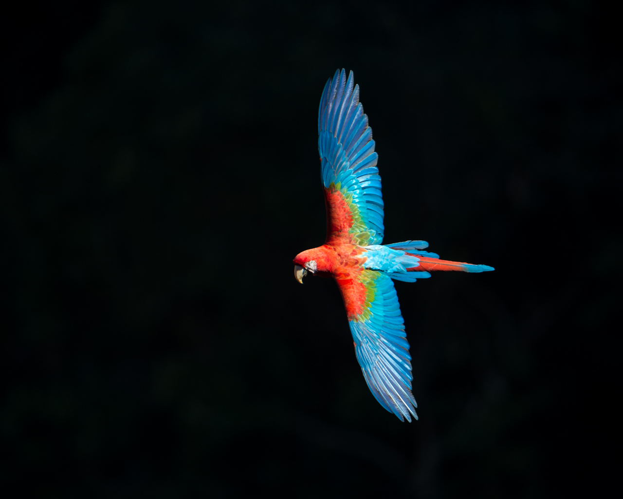 Bunt wie ein Papagei