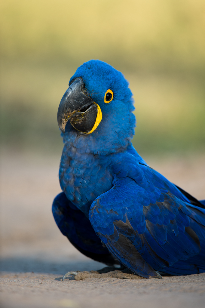 Bunt wie ein Papagei