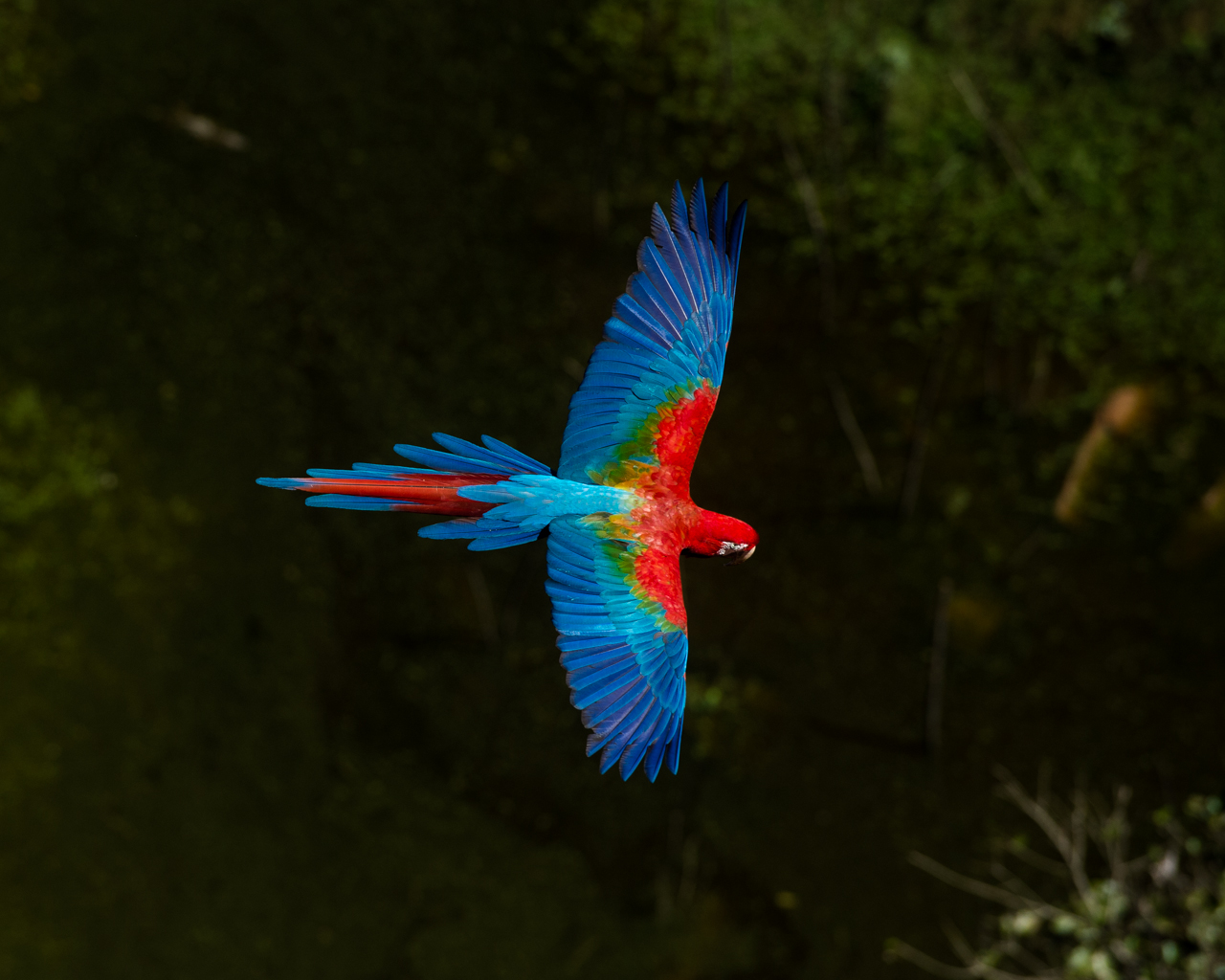 Bunt wie ein Papagei