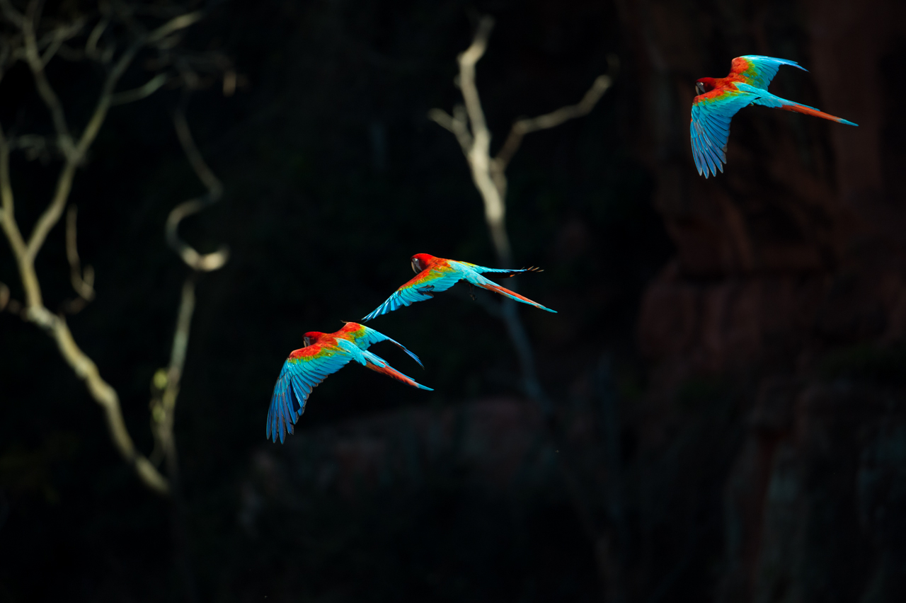 Bunt wie ein Papagei