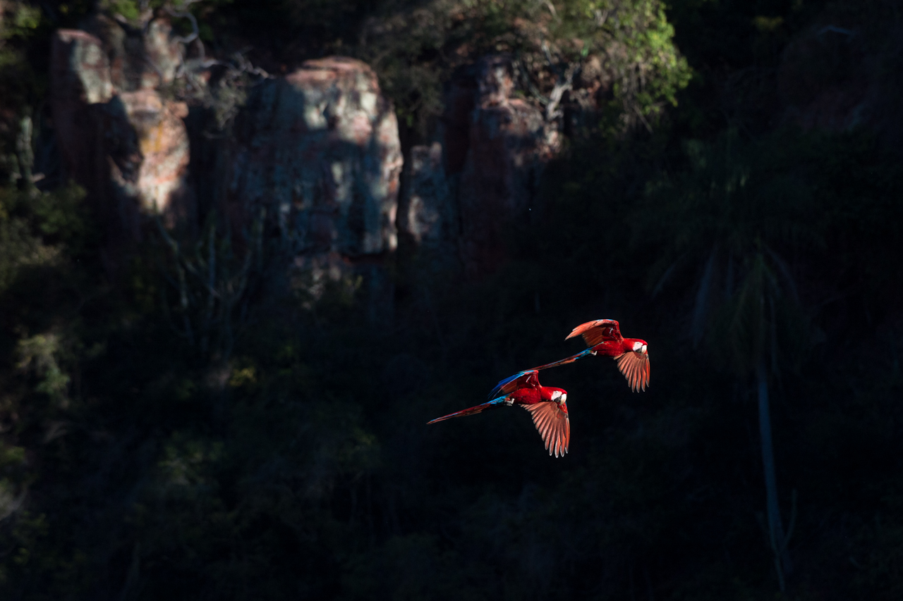 Bunt wie ein Papagei