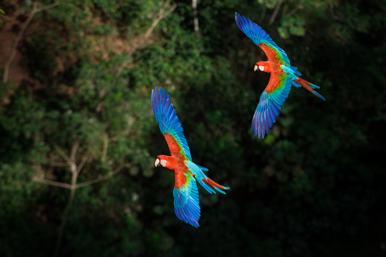 Bunt wie ein Papagei