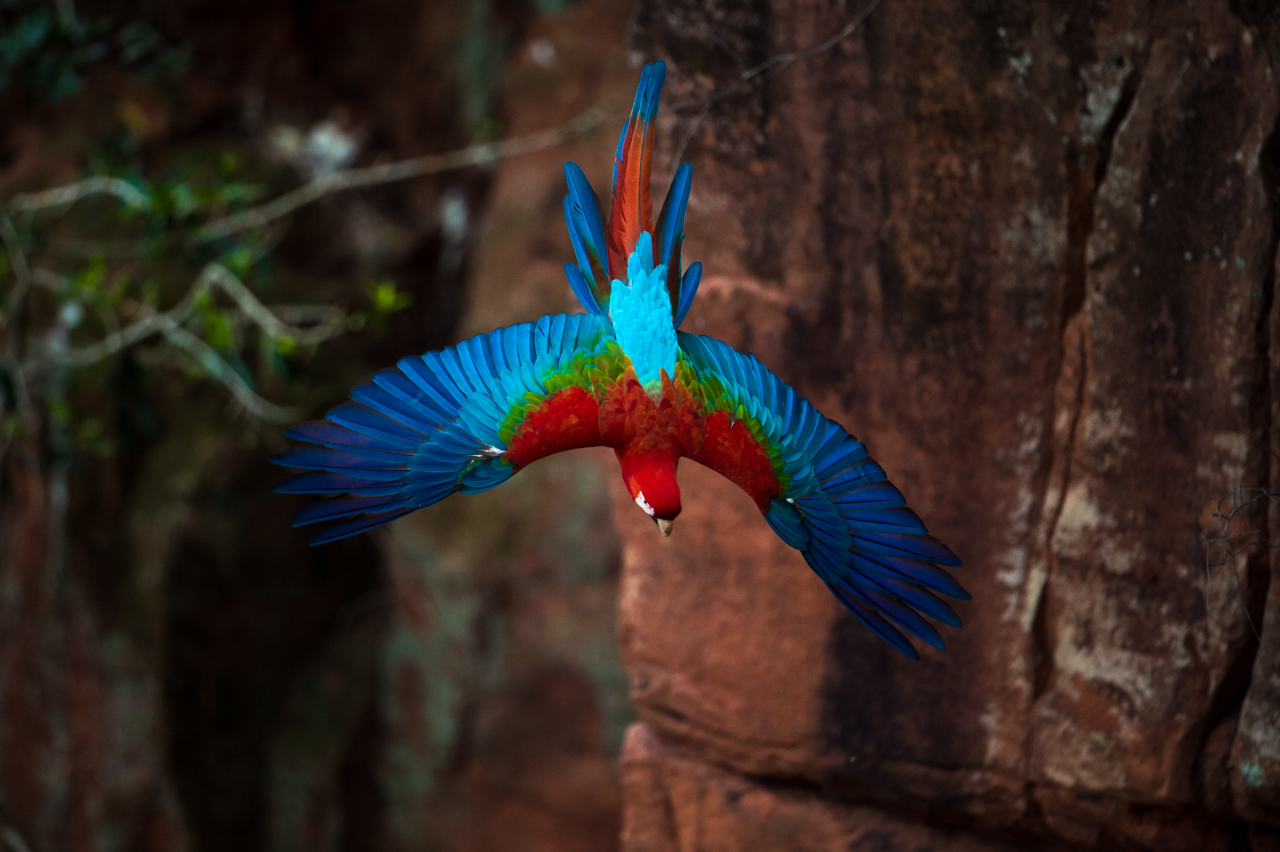 Bunt wie ein Papagei