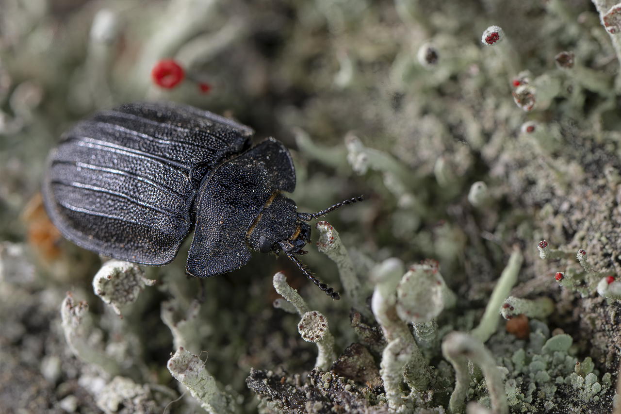 Wald - Raum für natürliche Zusammenhänge
