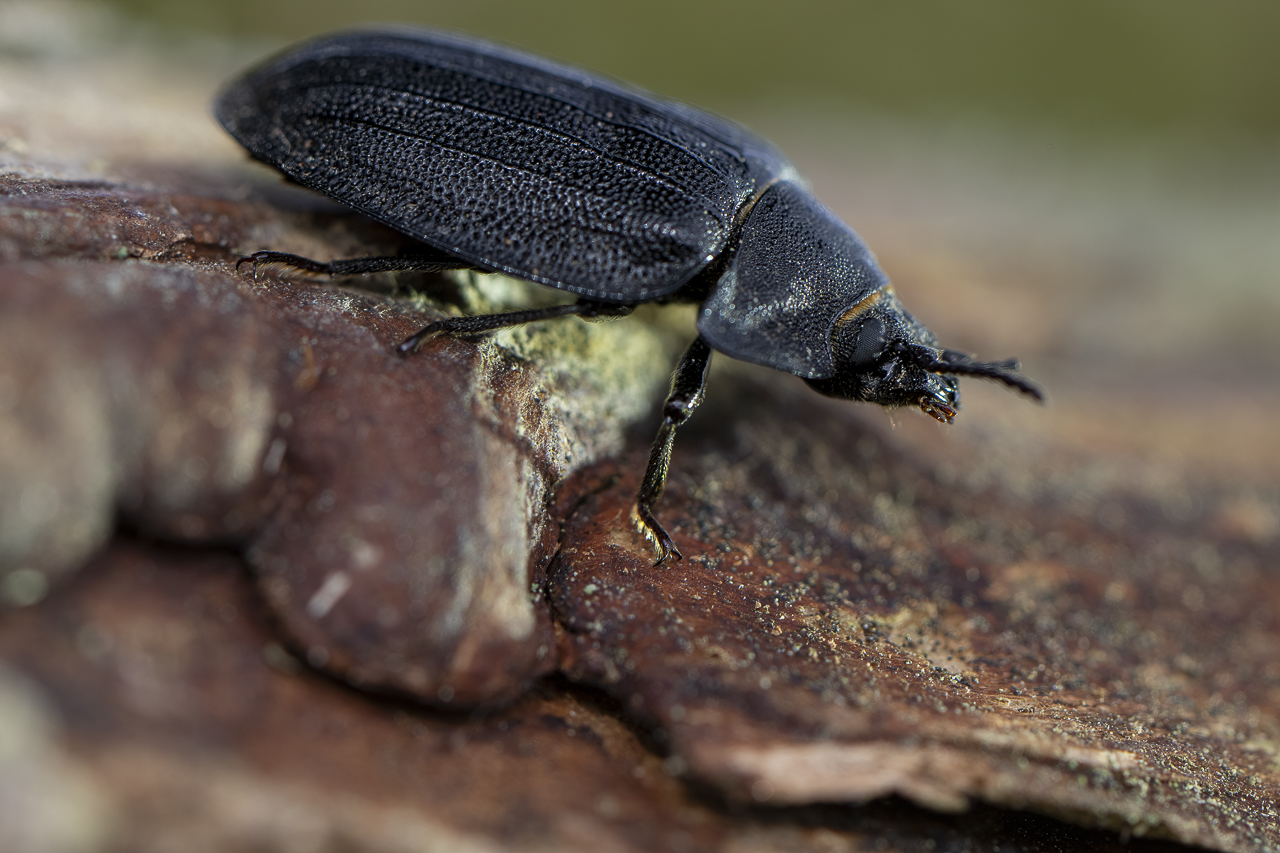 Wald - Raum für natürliche Zusammenhänge