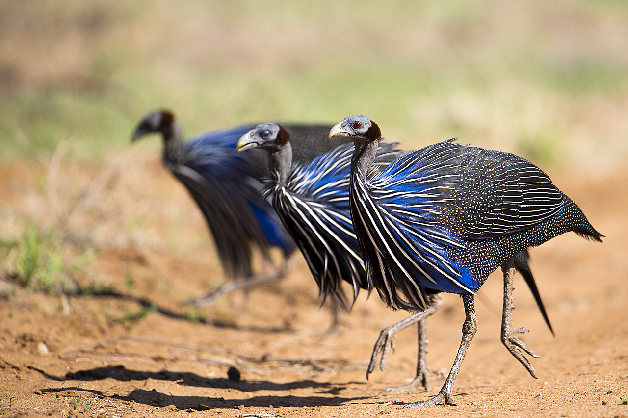 Samburu und Laikipia