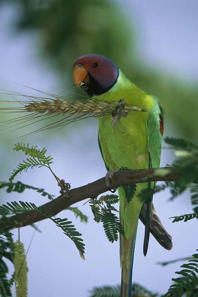 Indien - der überquellende Kontinent