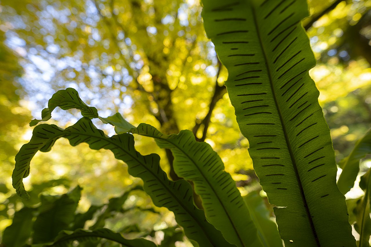 Balkan - jetzt und retro