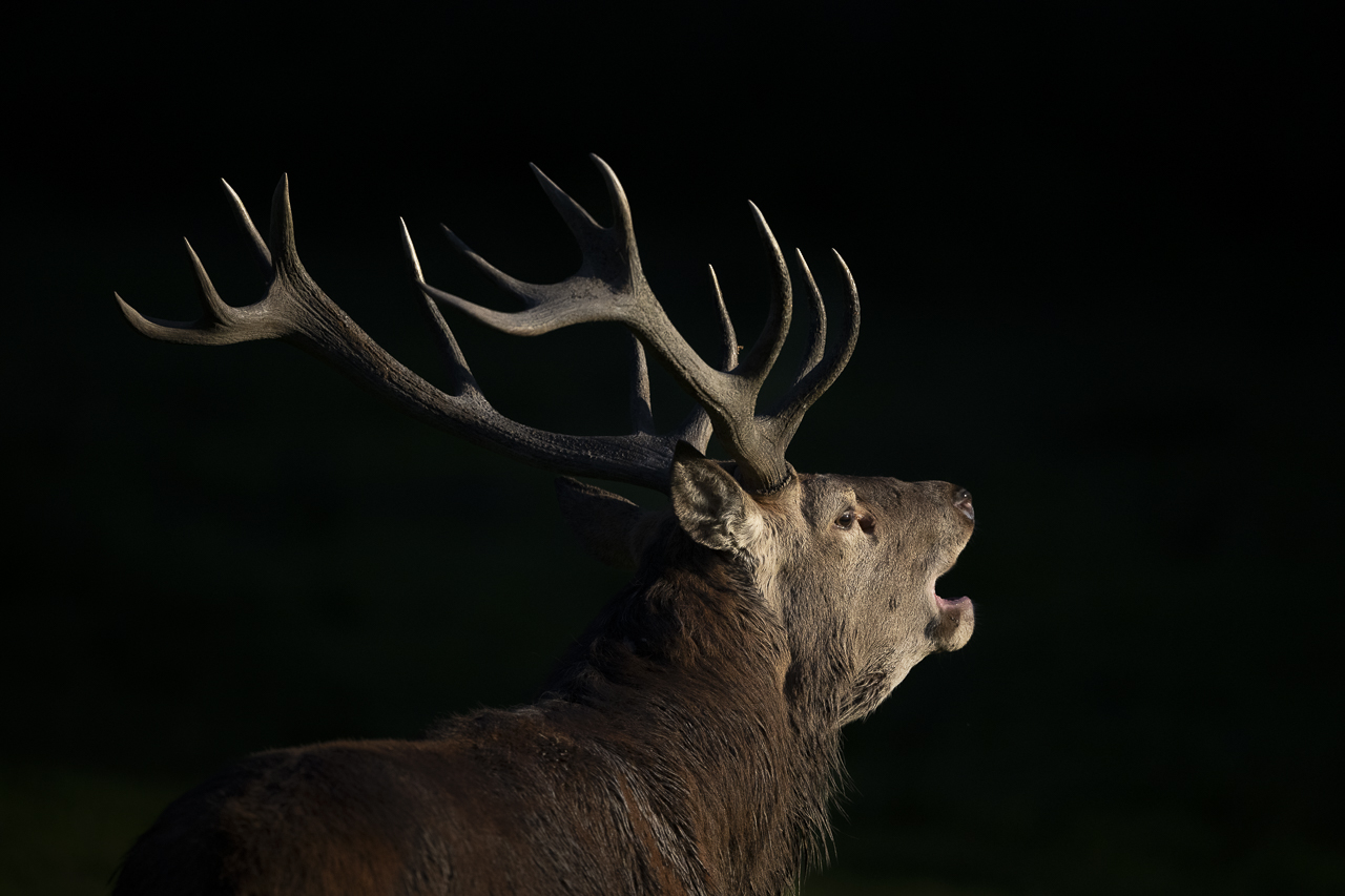 Wald - Raum für natürliche Zusammenhänge