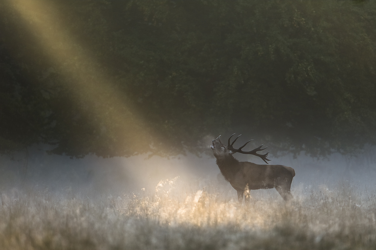 Wald - Raum für natürliche Zusammenhänge