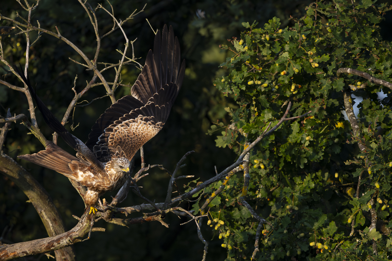 Wald - Raum für natürliche Zusammenhänge