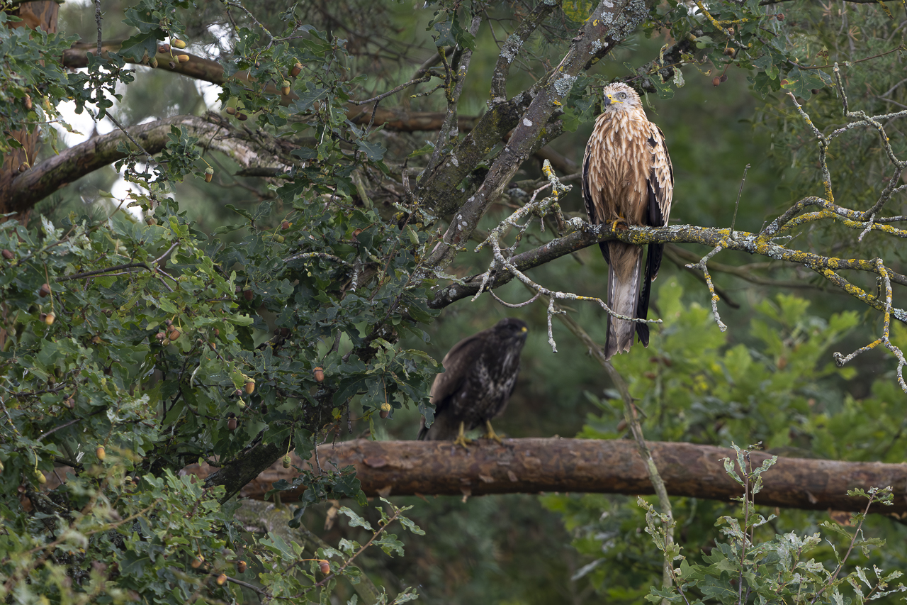 Wald - Raum für natürliche Zusammenhänge