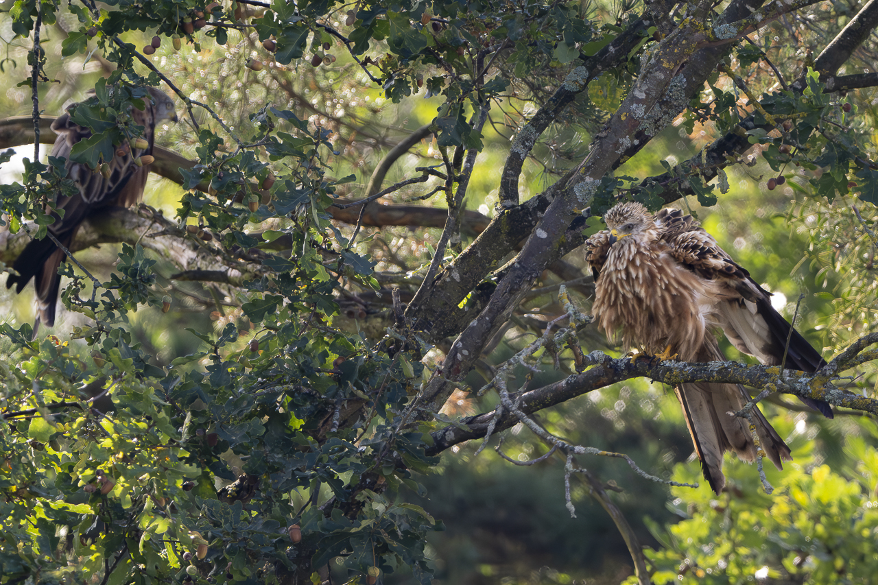 Wald - Raum für natürliche Zusammenhänge