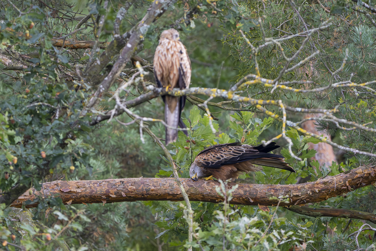 Wald - Raum für natürliche Zusammenhänge
