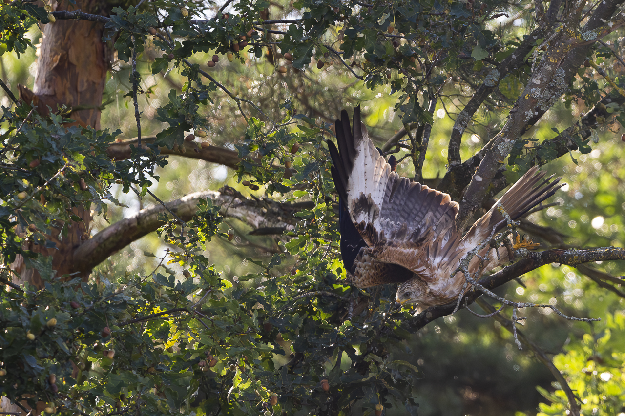 Wald - Raum für natürliche Zusammenhänge