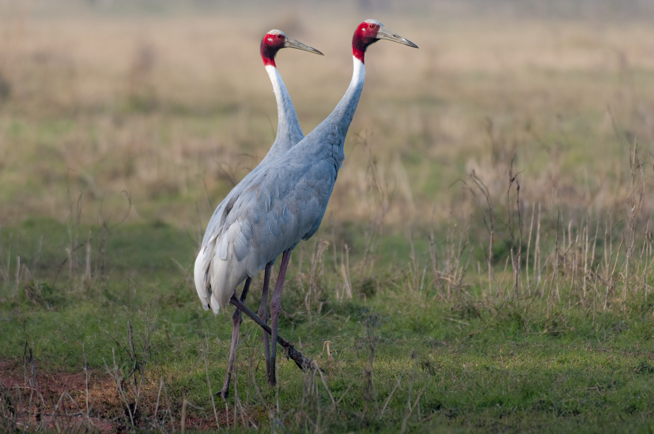 Indien - der überquellende Kontinent